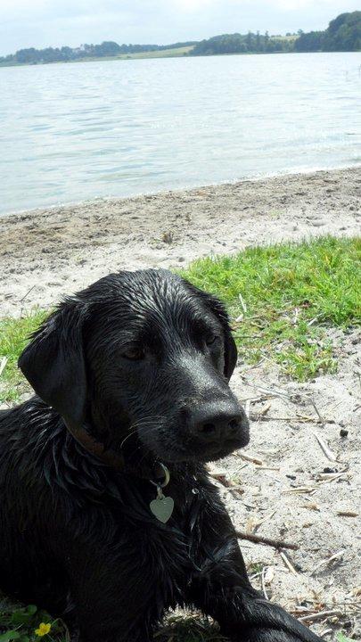 Labrador retriever Basse billede 13