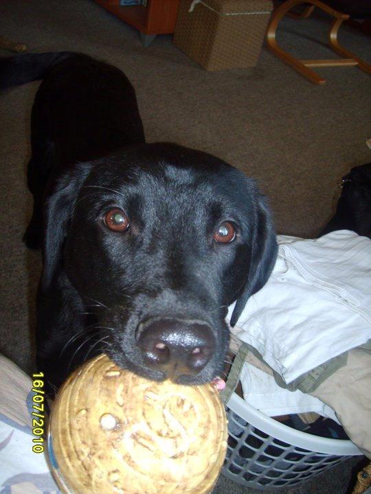 Labrador retriever Basse billede 2