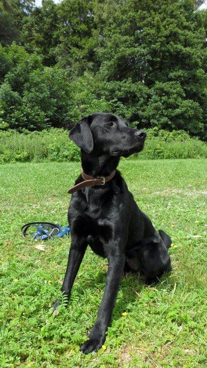 Labrador retriever Basse billede 16