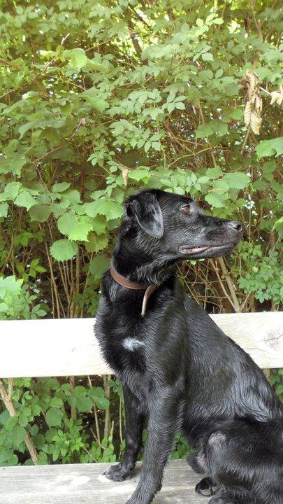 Labrador retriever Basse billede 17