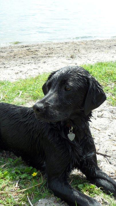 Labrador retriever Basse billede 18