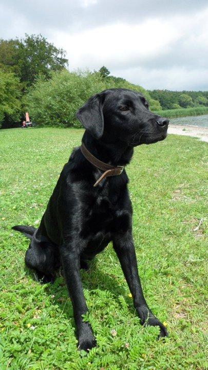 Labrador retriever Basse billede 20