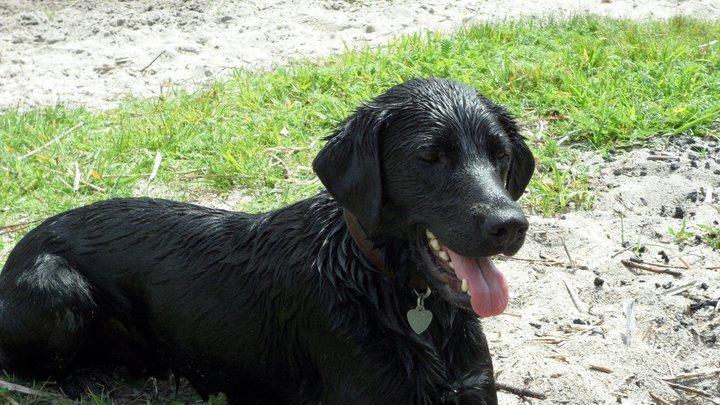 Labrador retriever Basse billede 21