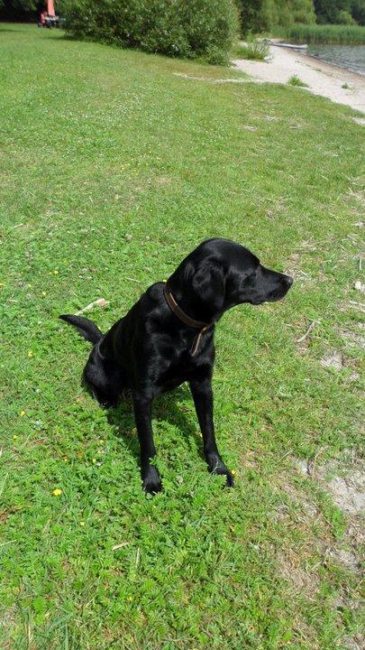 Labrador retriever Basse billede 22