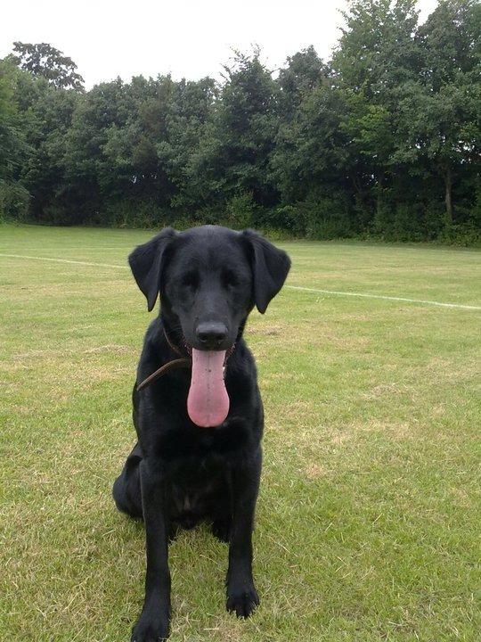 Labrador retriever Basse billede 23