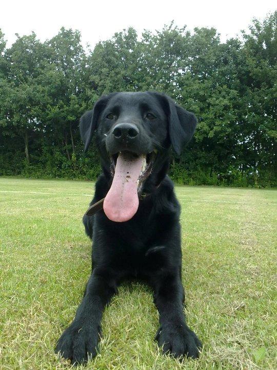 Labrador retriever Basse billede 24