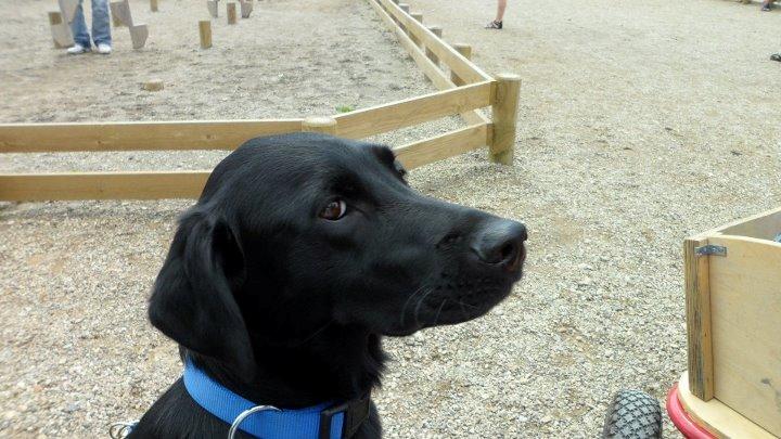 Labrador retriever Basse billede 25