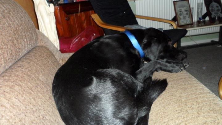 Labrador retriever Basse billede 26