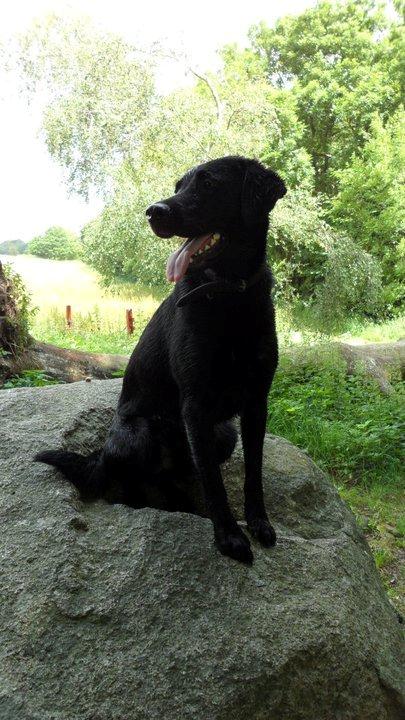 Labrador retriever Basse billede 15