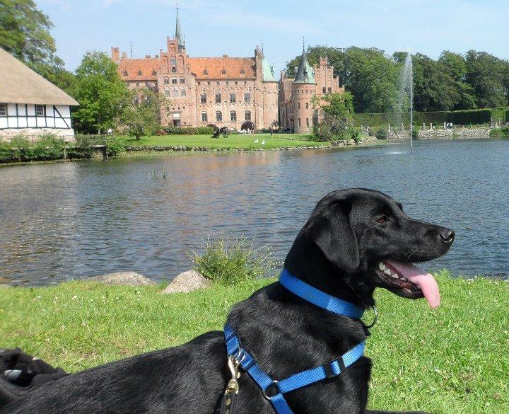 Labrador retriever Basse billede 27