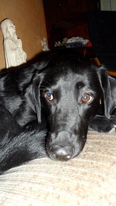 Labrador retriever Basse billede 29