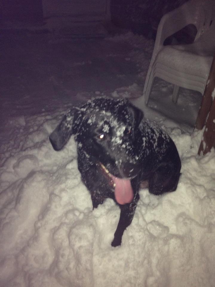 Labrador retriever Basse billede 30