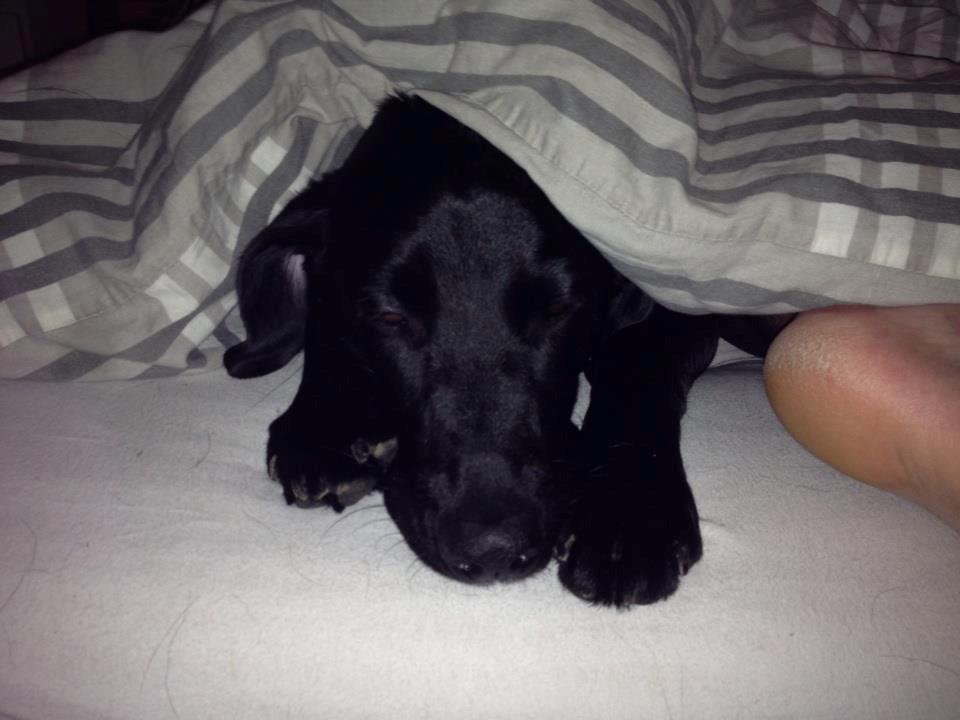 Labrador retriever Basse billede 31