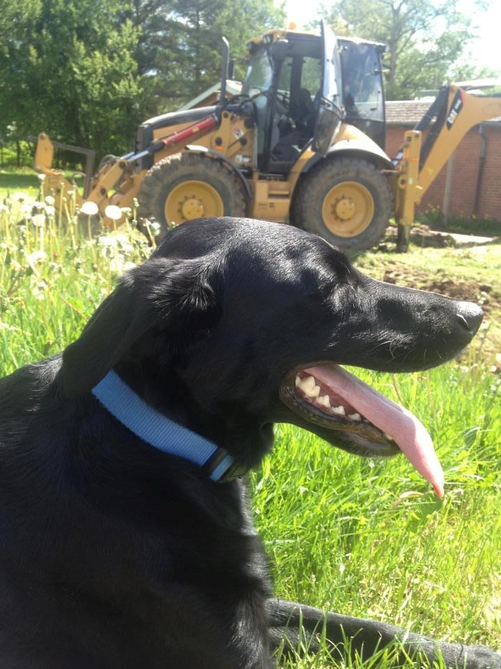 Labrador retriever Basse billede 33