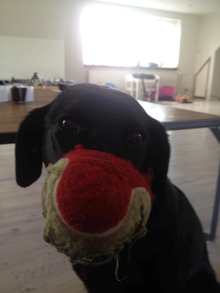 Labrador retriever Basse billede 34