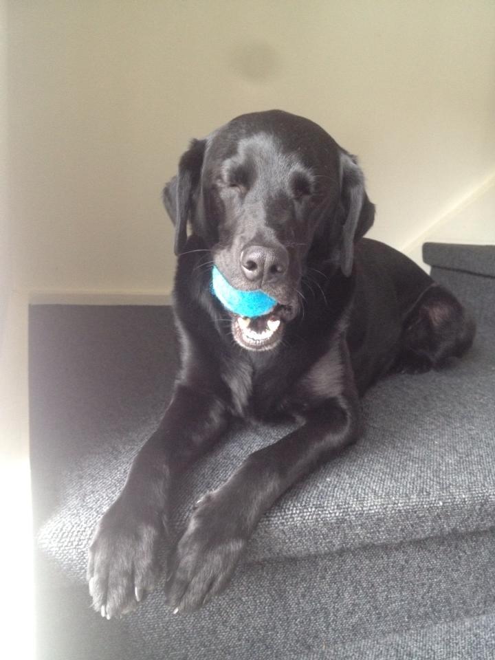 Labrador retriever Basse billede 35