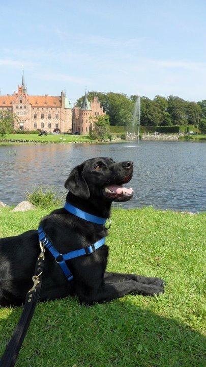 Labrador retriever Basse billede 28