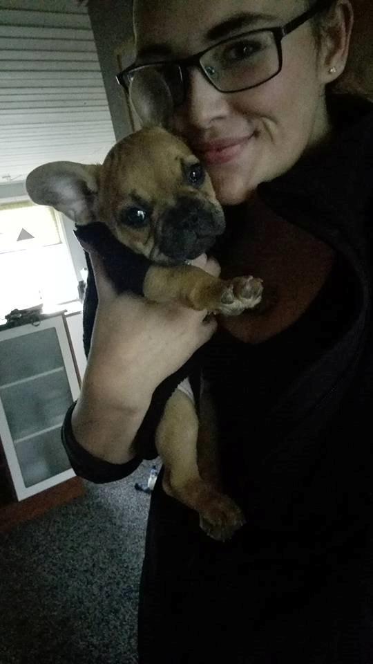 Fransk bulldog Wiufgaards Enzo billede 2