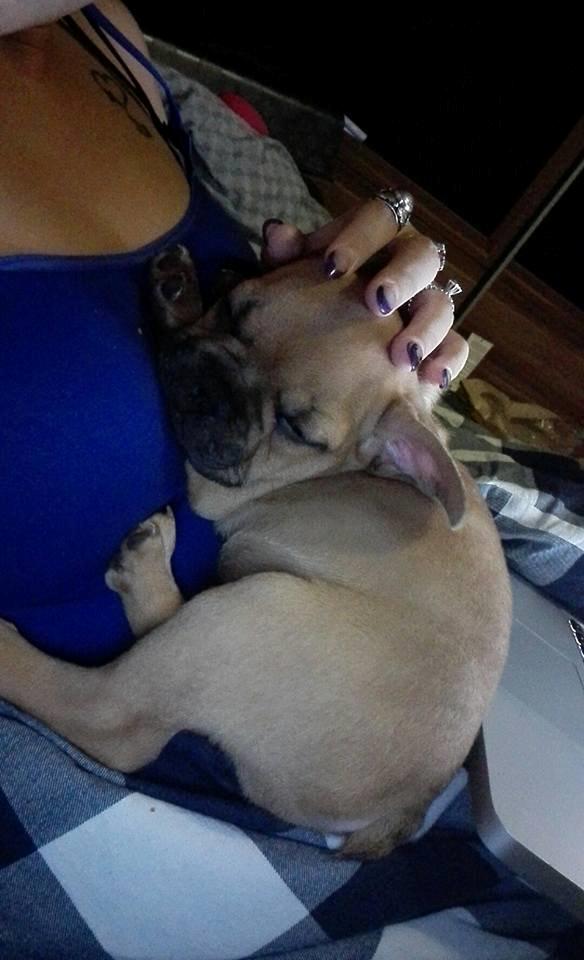 Fransk bulldog Wiufgaards Enzo billede 3