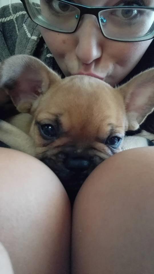 Fransk bulldog Wiufgaards Enzo billede 4