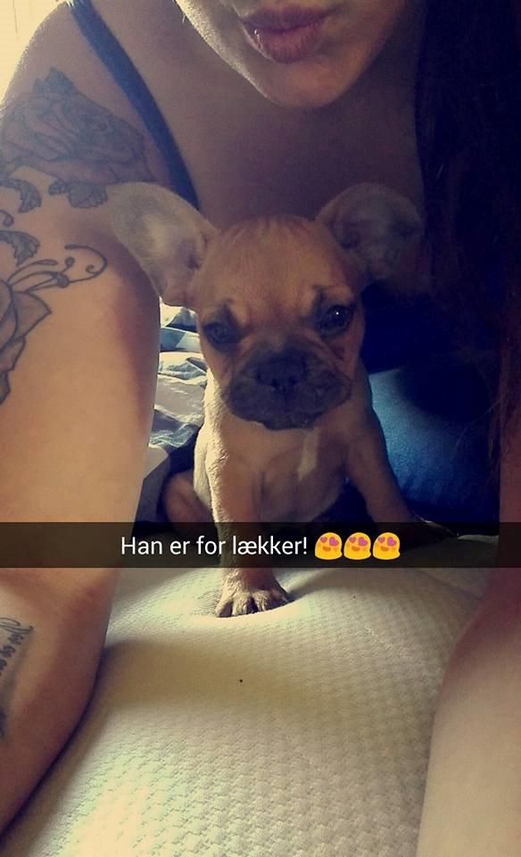 Fransk bulldog Wiufgaards Enzo billede 5