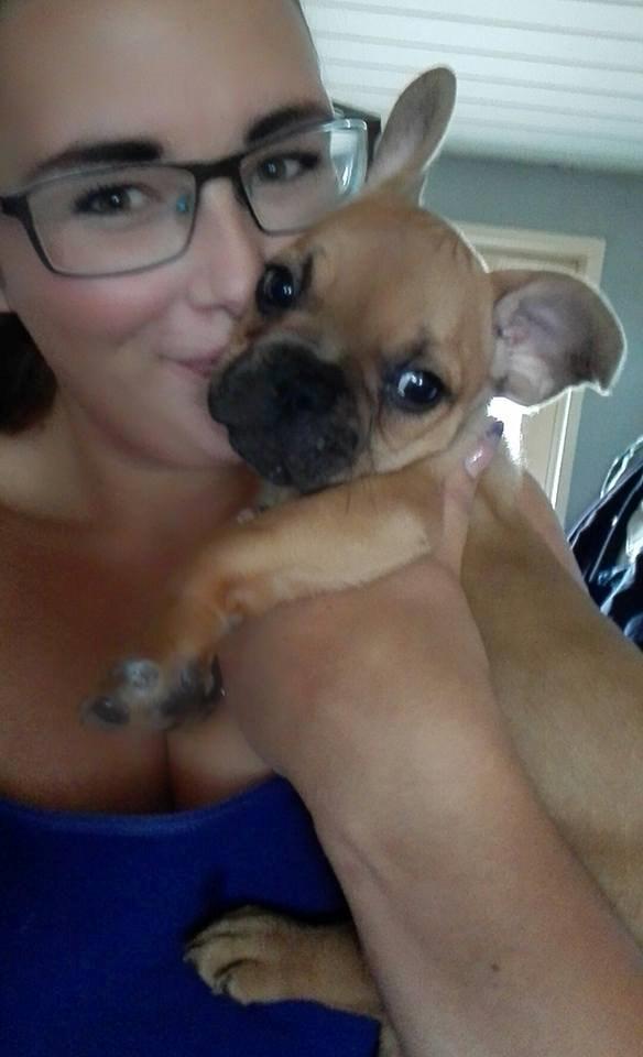 Fransk bulldog Wiufgaards Enzo billede 6