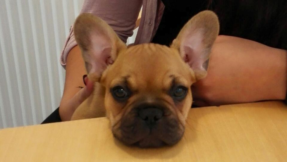 Fransk bulldog Wiufgaards Enzo billede 7