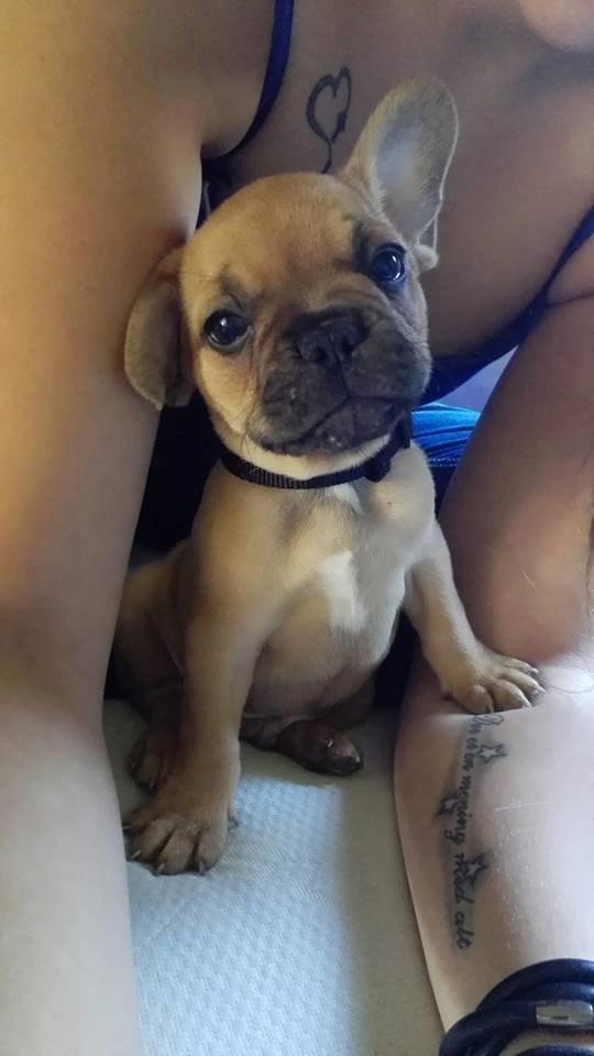 Fransk bulldog Wiufgaards Enzo billede 1