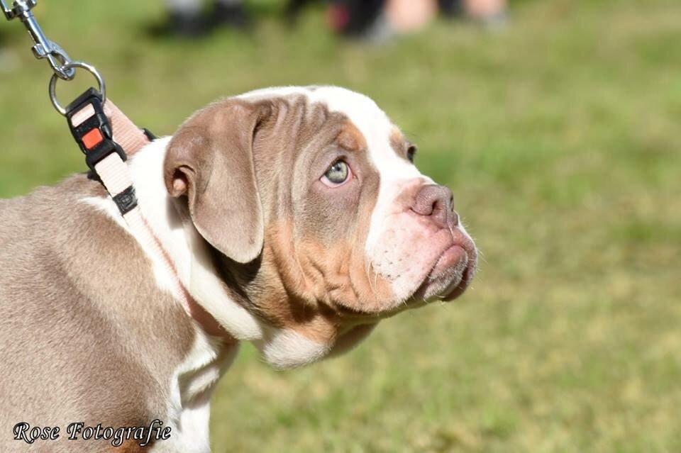 Olde english bulldogge Reservoirbulls Minerva (Gudrun) billede 14