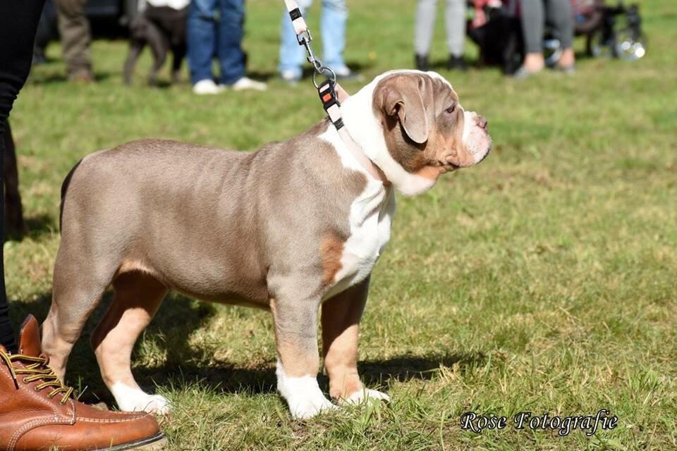 Olde english bulldogge Reservoirbulls Minerva (Gudrun) billede 15