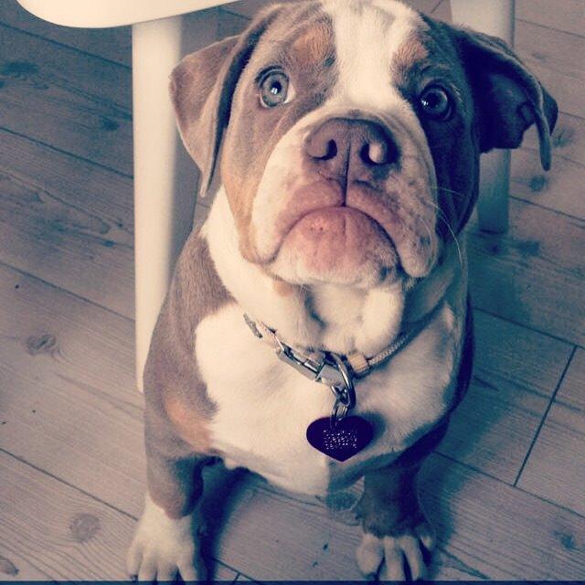 Olde english bulldogge Reservoirbulls Minerva (Gudrun) billede 16