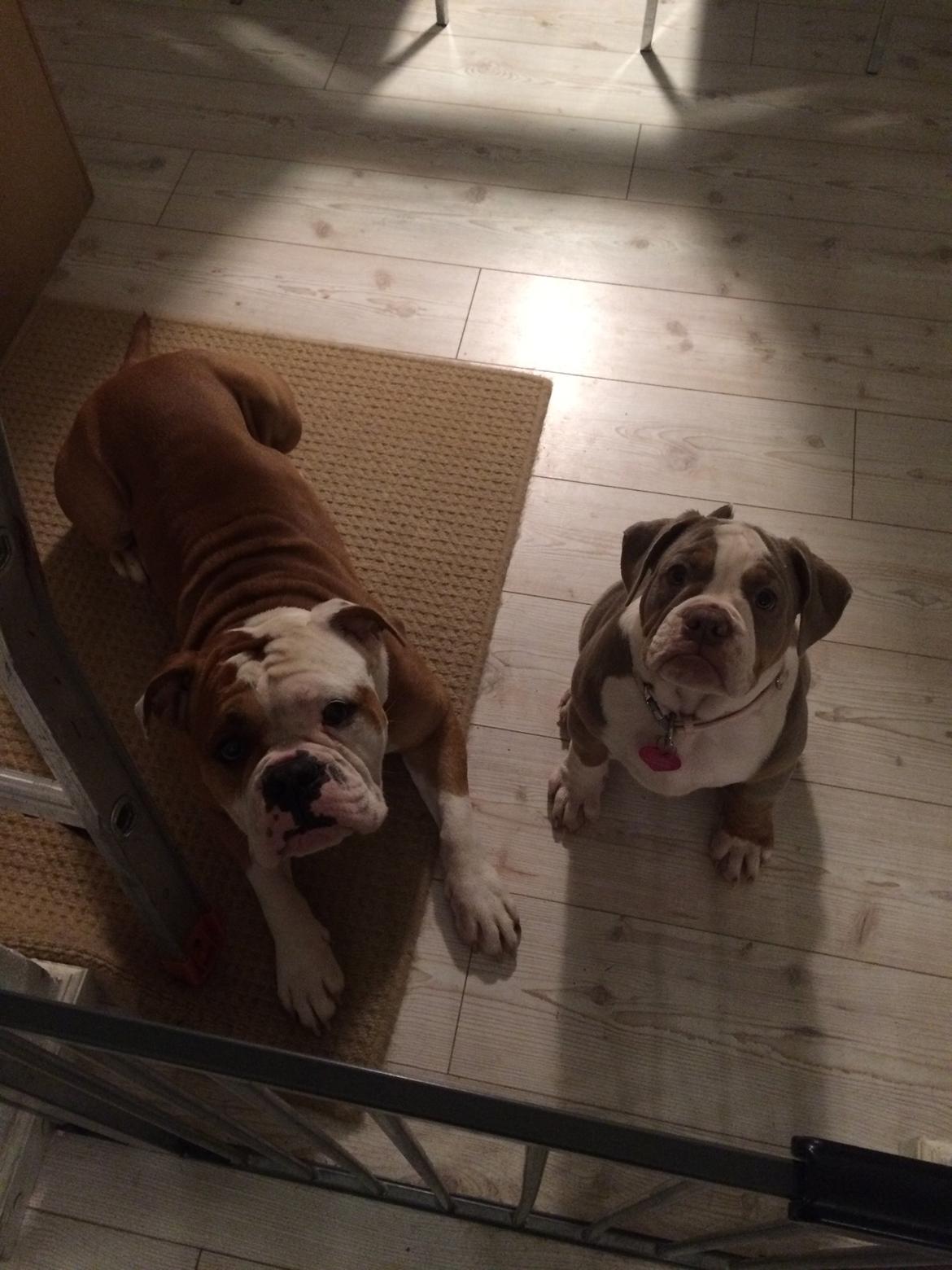 Olde english bulldogge Reservoirbulls Minerva (Gudrun) billede 17