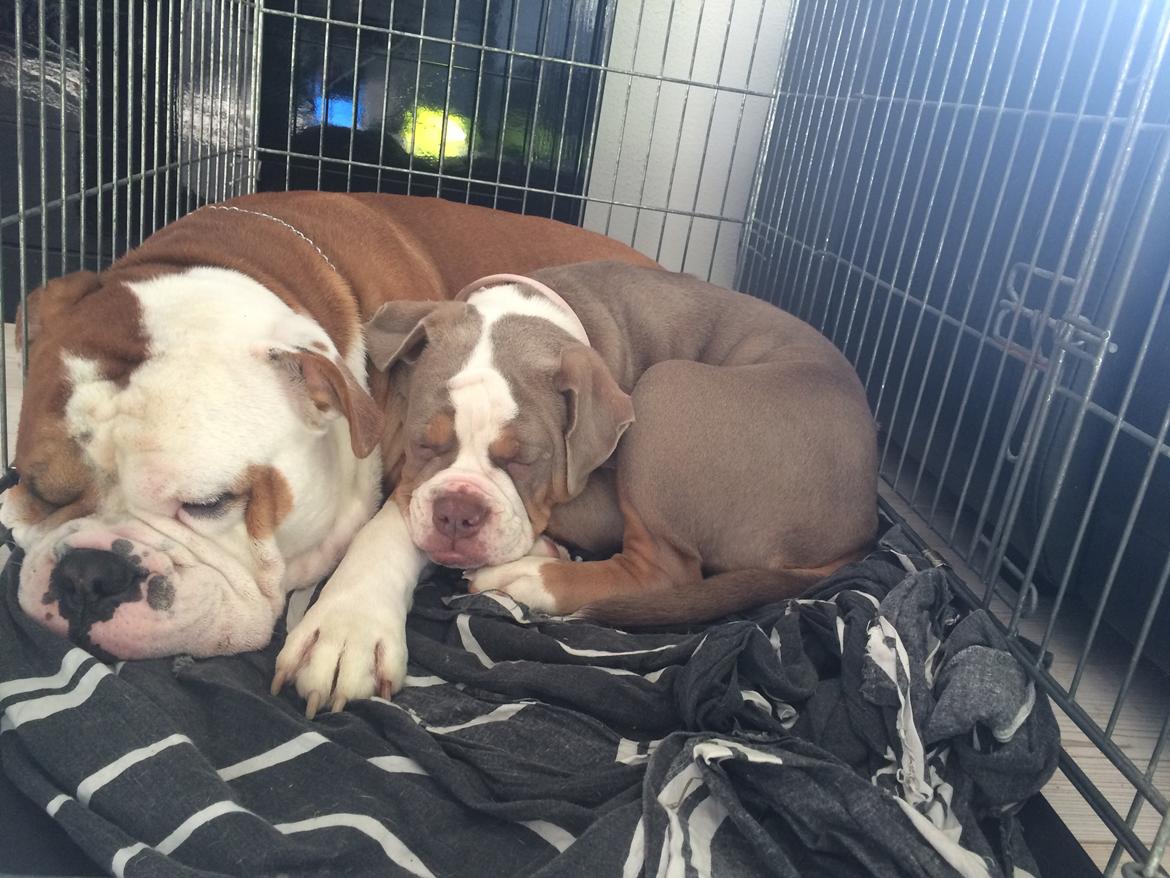 Olde english bulldogge Reservoirbulls Minerva (Gudrun) billede 13