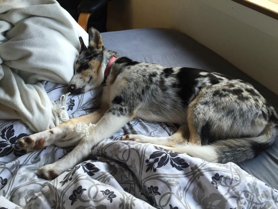 Blanding af racer Ellie billede 18