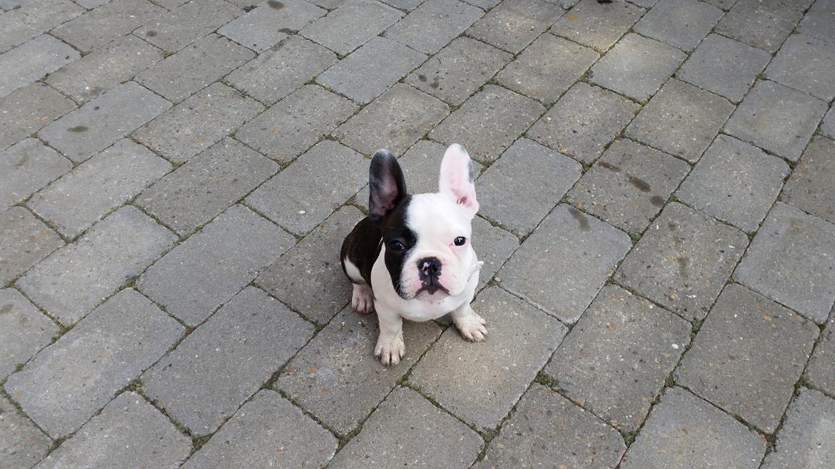 Fransk bulldog Molly billede 3