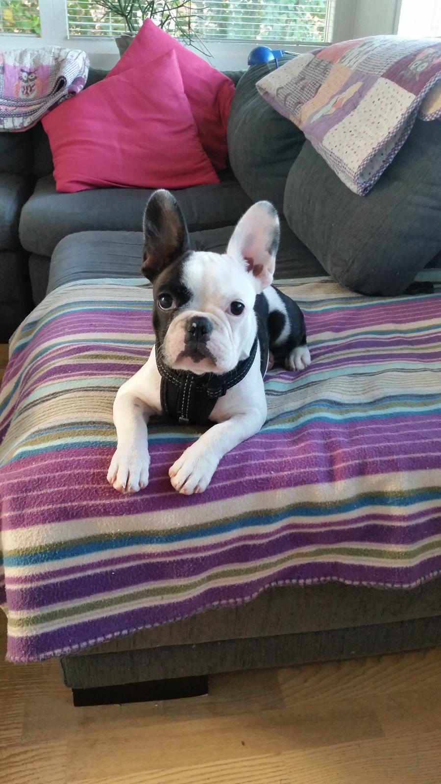 Fransk bulldog Molly billede 4