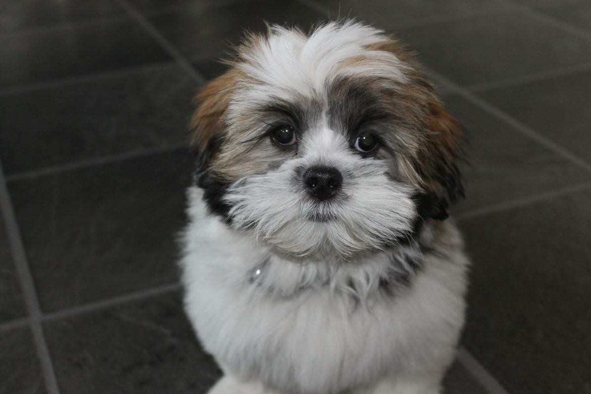 Lhasa apso Lucca billede 4