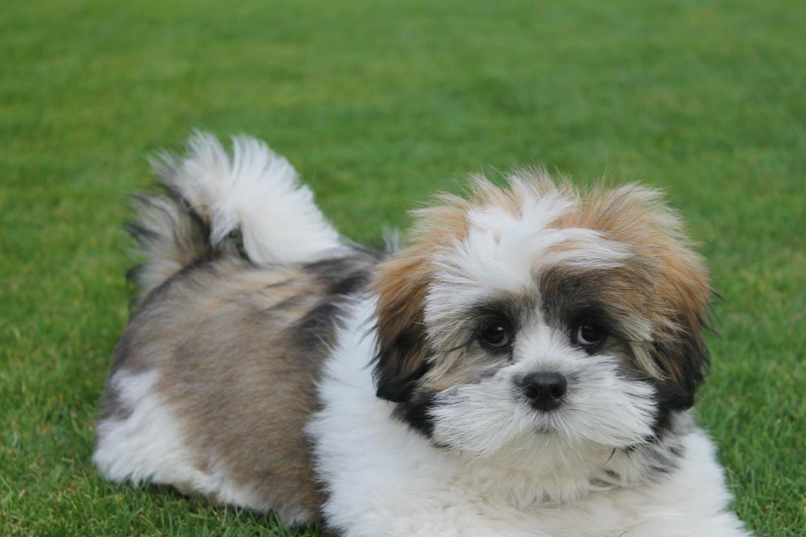 Lhasa apso Lucca billede 6