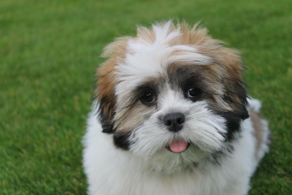 Lhasa apso Lucca - rækker lige tunge billede 5