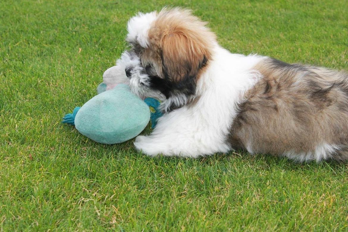 Lhasa apso Lucca - mit yndlingslegetøj billede 8