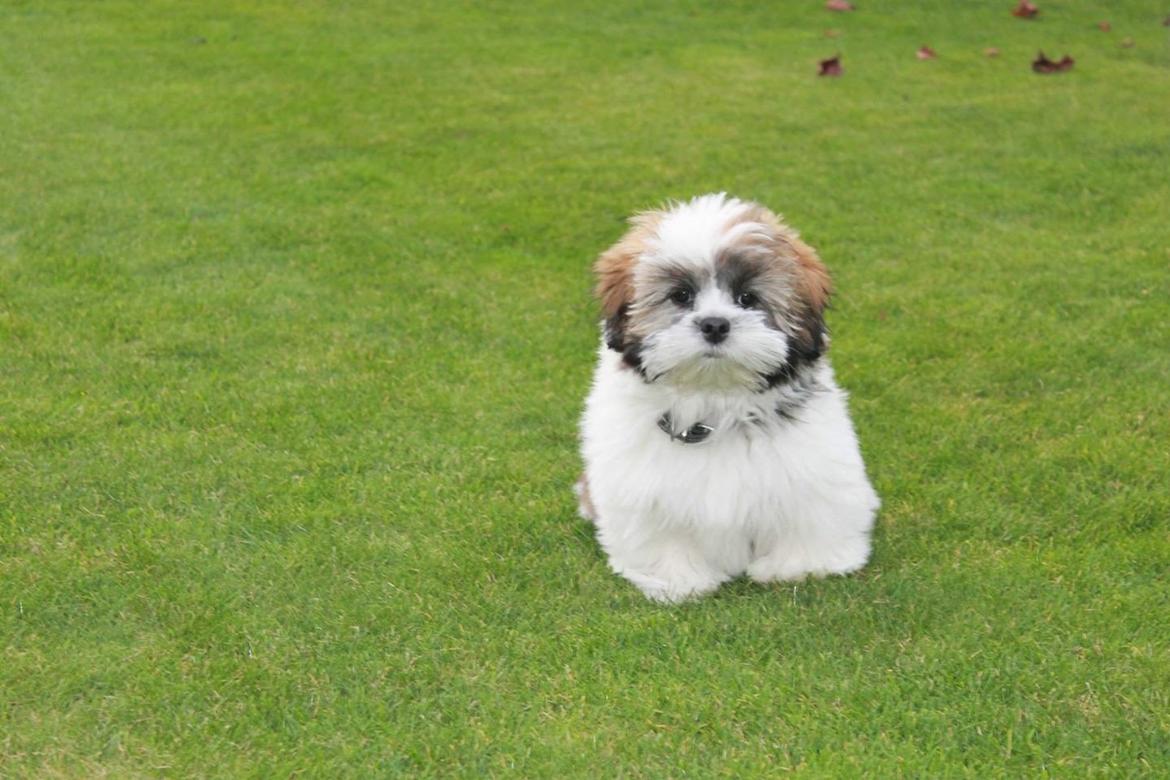 Lhasa apso Lucca billede 9