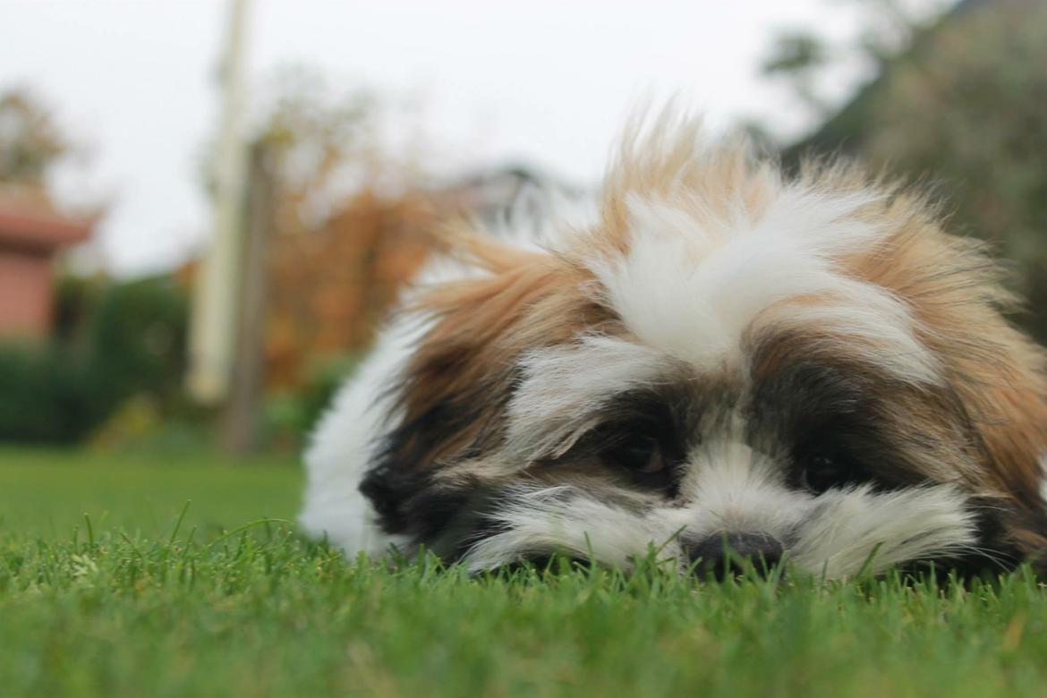 Lhasa apso Lucca billede 7