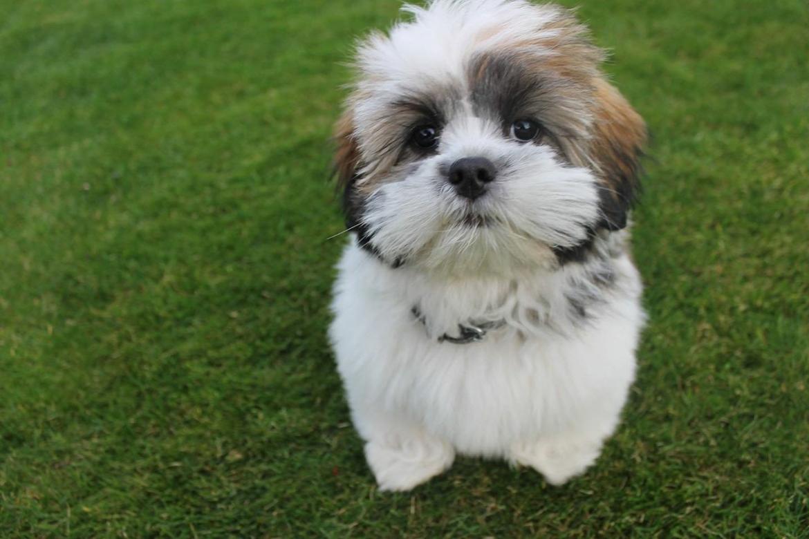 Lhasa apso Lucca billede 10