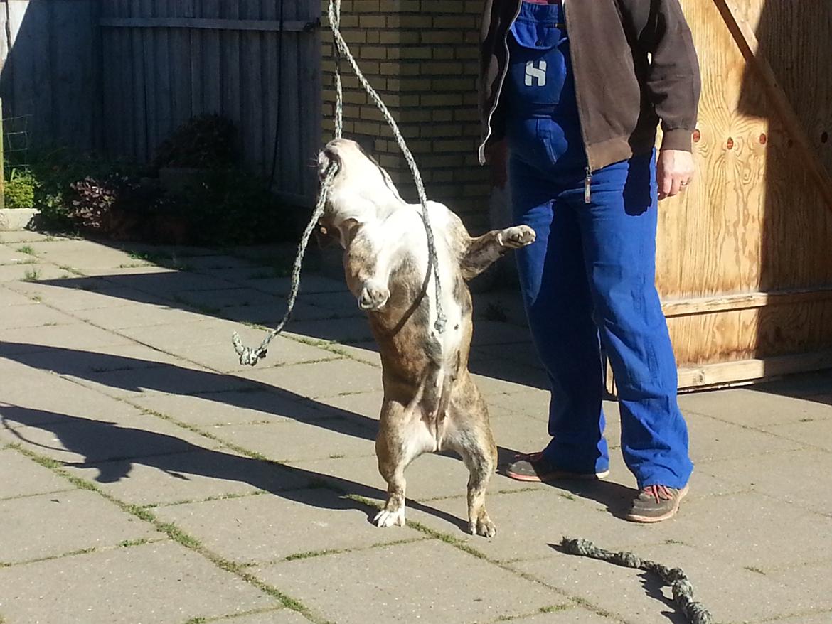 Engelsk bulldog Møffe            (Scarface) Rip 4/12-2023 - Se hvor stor jeg er billede 2