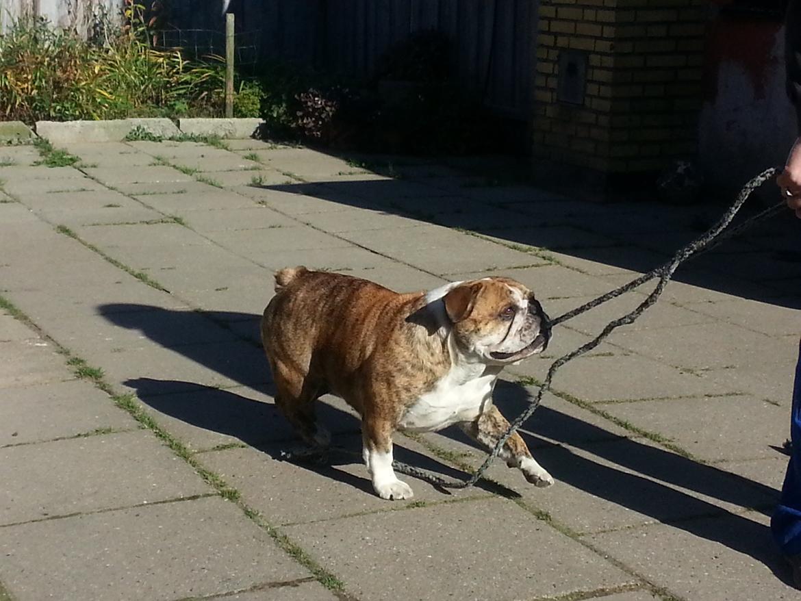 Engelsk bulldog Møffe            (Scarface) Rip 4/12-2023 - Er jeg ikke stærk billede 3