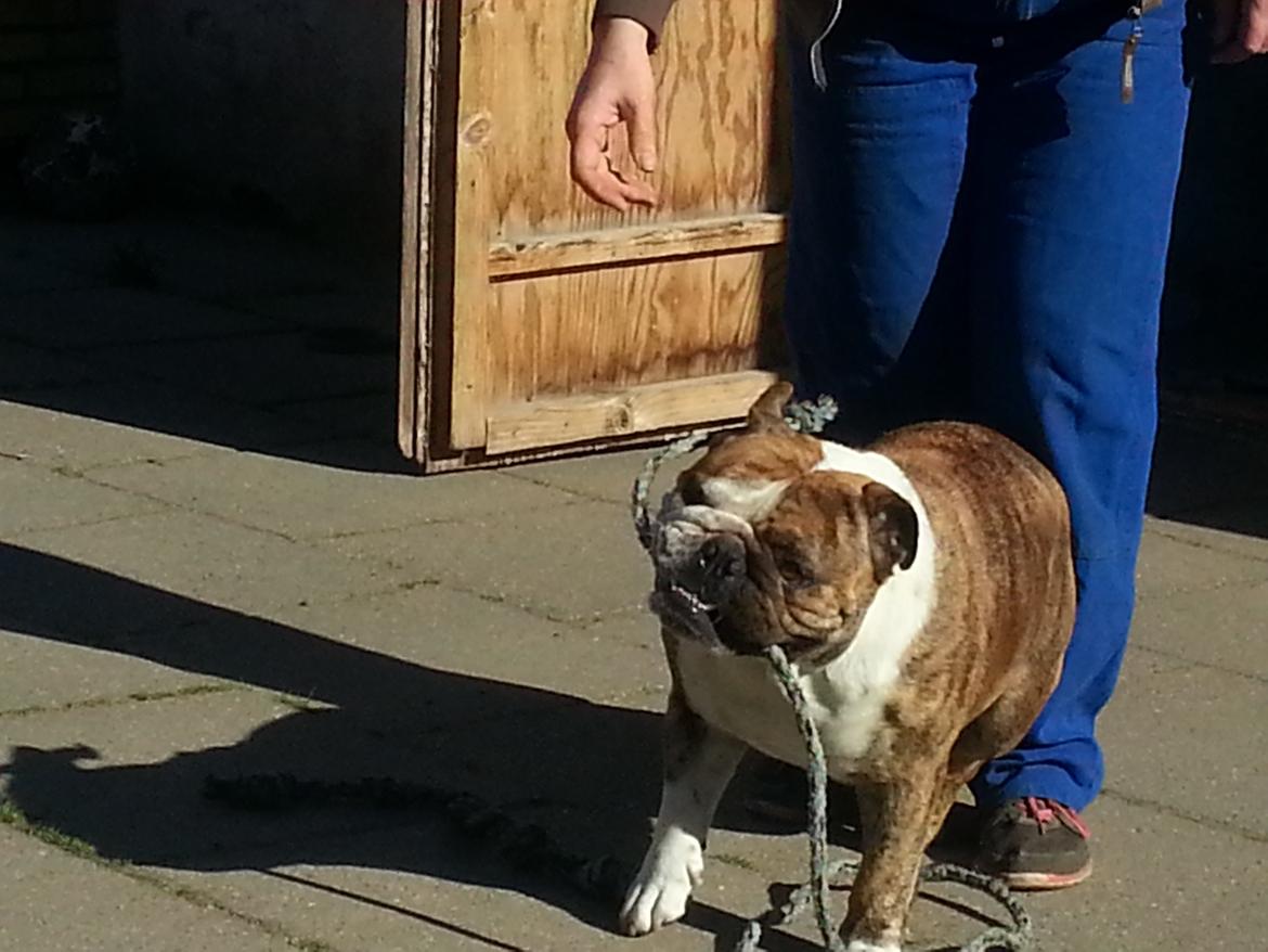 Engelsk bulldog Møffe            (Scarface) Rip 4/12-2023 billede 4