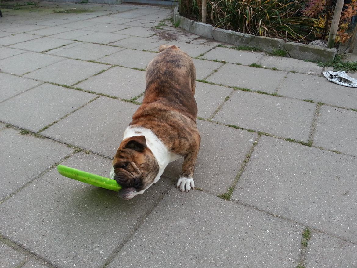 Engelsk bulldog Møffe            (Scarface) Rip 4/12-2023 - Der var min freezbee billede 5