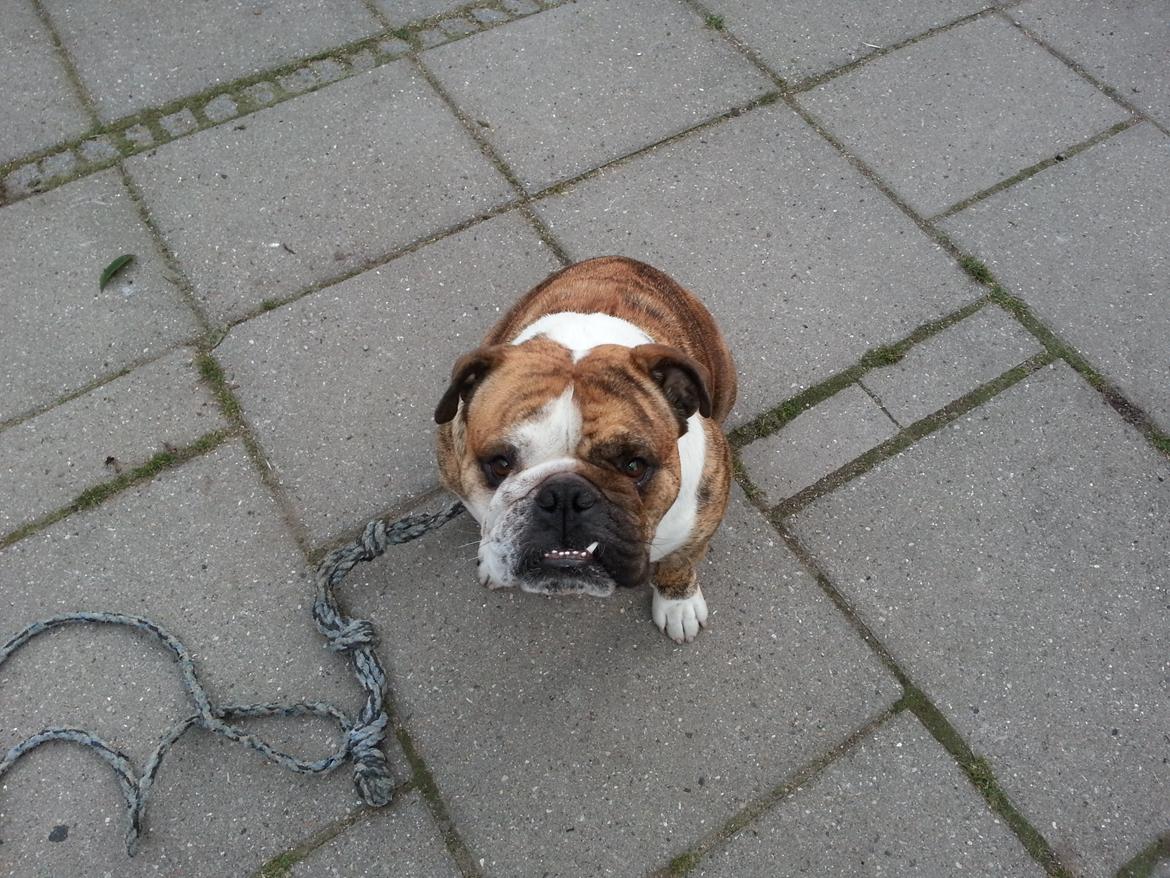 Engelsk bulldog Møffe            (Scarface) Rip 4/12-2023 - Er jeg ikke dygtig jeg kan sidde pænt billede 6