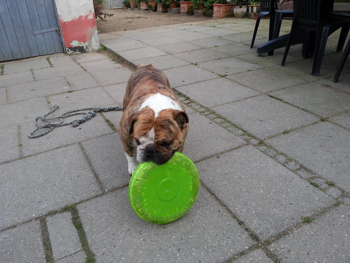 Engelsk bulldog Møffe            (Scarface) Rip 4/12-2023 billede 7