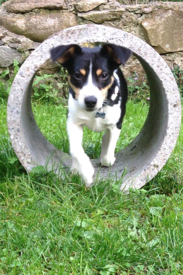 Dansk svensk gaardhund Vaks - Vi eeeeeeelsker agility<3 <3 <3 billede 5
